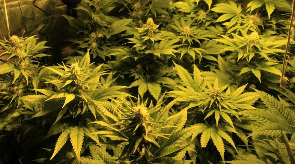 the best marijuana seedbank