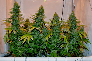 Best marijuana buds Best marijuana buds