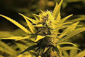 Cannabis plant in flowering Cannabis plant in flowering