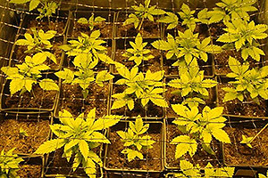 The best marijuana seeds The best marijuana seeds