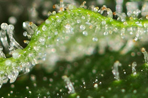 The best thc on a plant The best thc on a plant