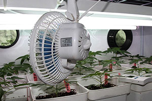 Ventilation marijuana plants Ventilation marijuana plants