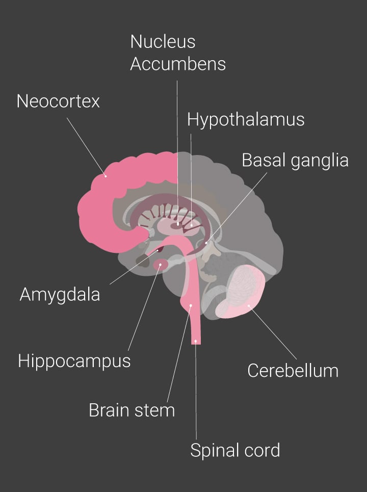 Brain Parts Brain Parts