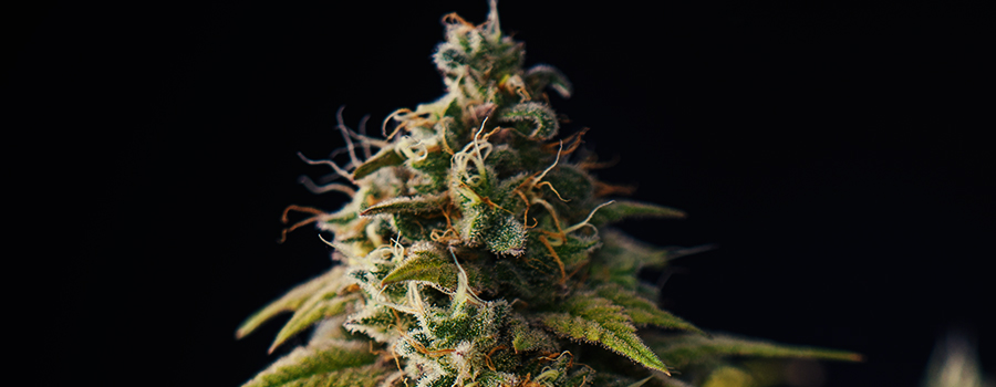 PISTILS WILL BEGIN TO TURN RED