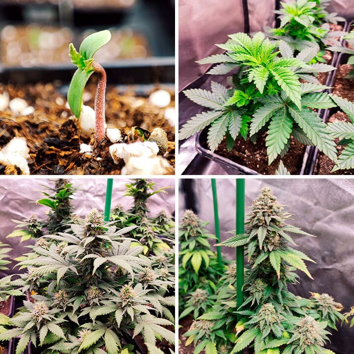 Bubblegum XL Bubblegum XL