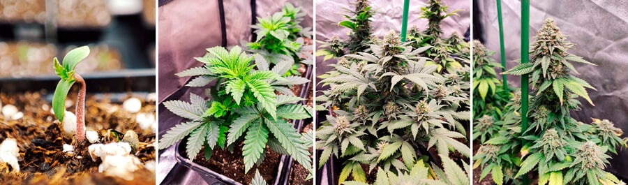 Bubblegum XL Bubblegum XL