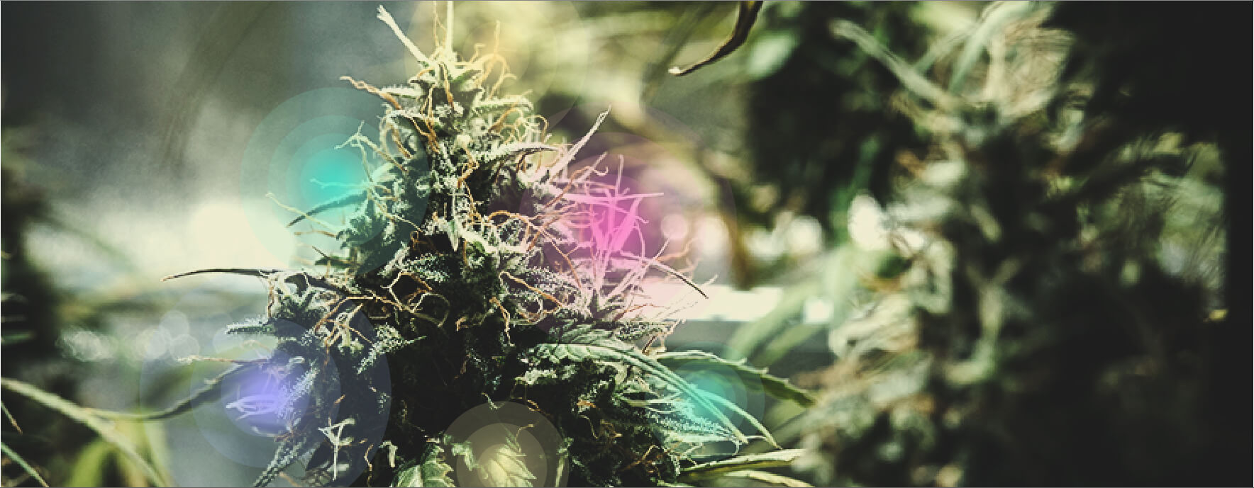 No More Strains?