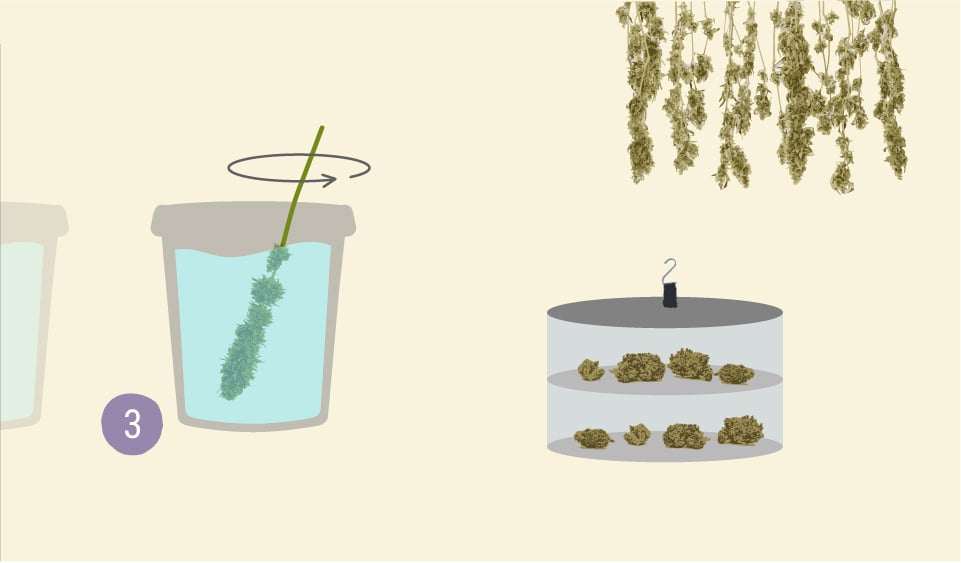 How to Wash Your Buds How to Wash Your Buds