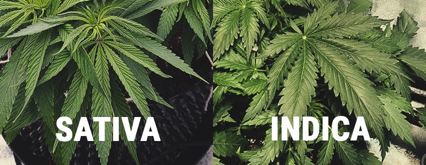 Sativa and Indica Cannabis Plants