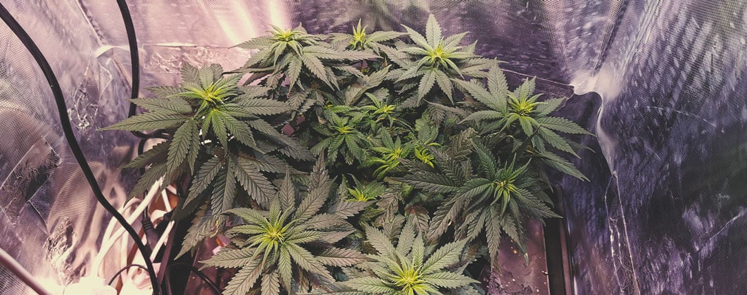 Candy Kush Express Candy Kush Express