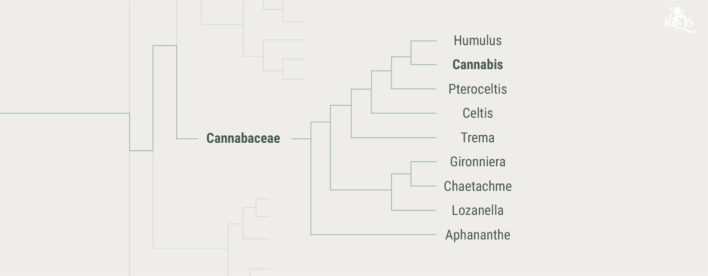 History of the Cannabaceae Family