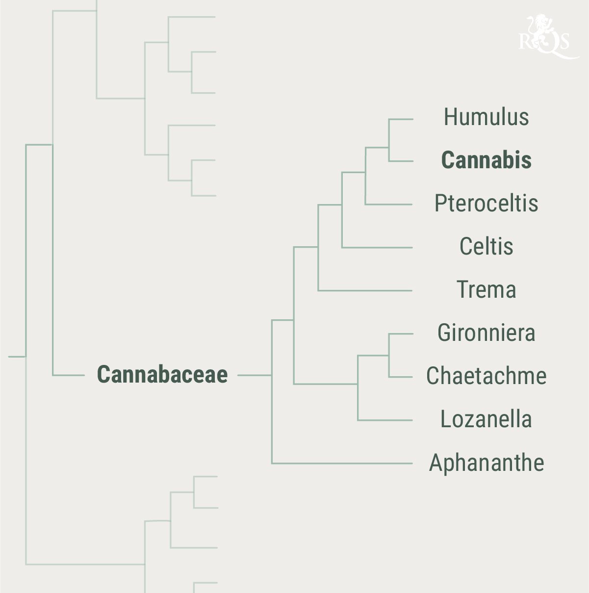 History of the Cannabaceae Family