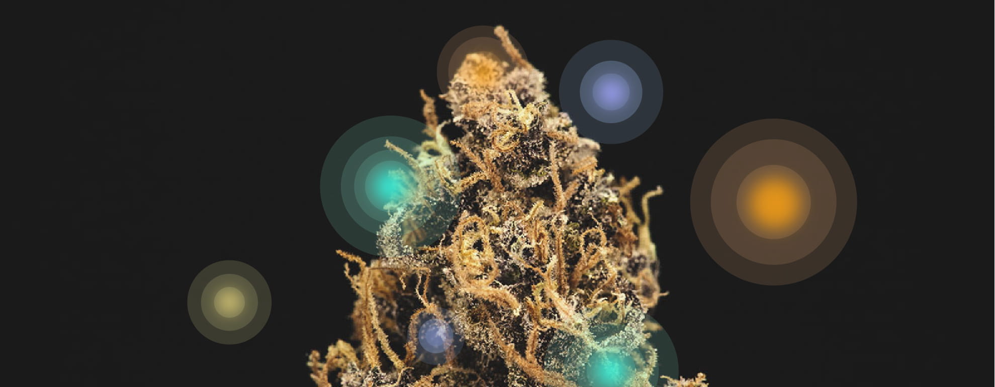 Cannabinoids and Terpenes Cannabinoids and Terpenes