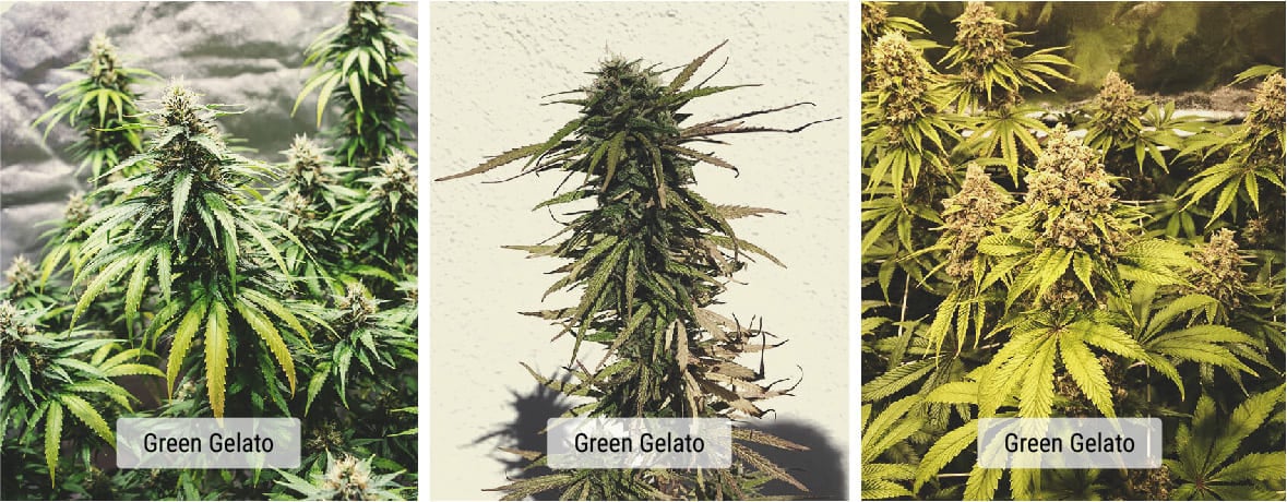 Cultivars vs Strains: What’s the Difference?