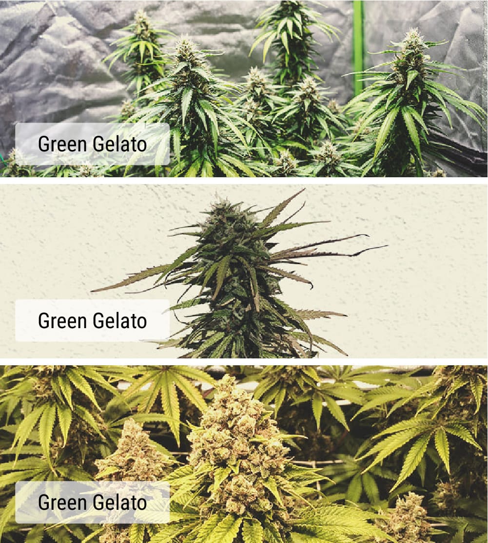 Cultivars vs Strains: What’s the Difference?
