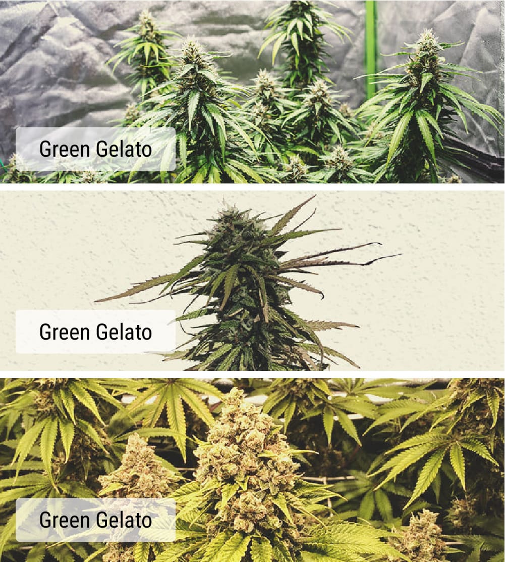 Cultivars vs Strains: What’s the Difference? Cultivars vs Strains: What’s the Difference?