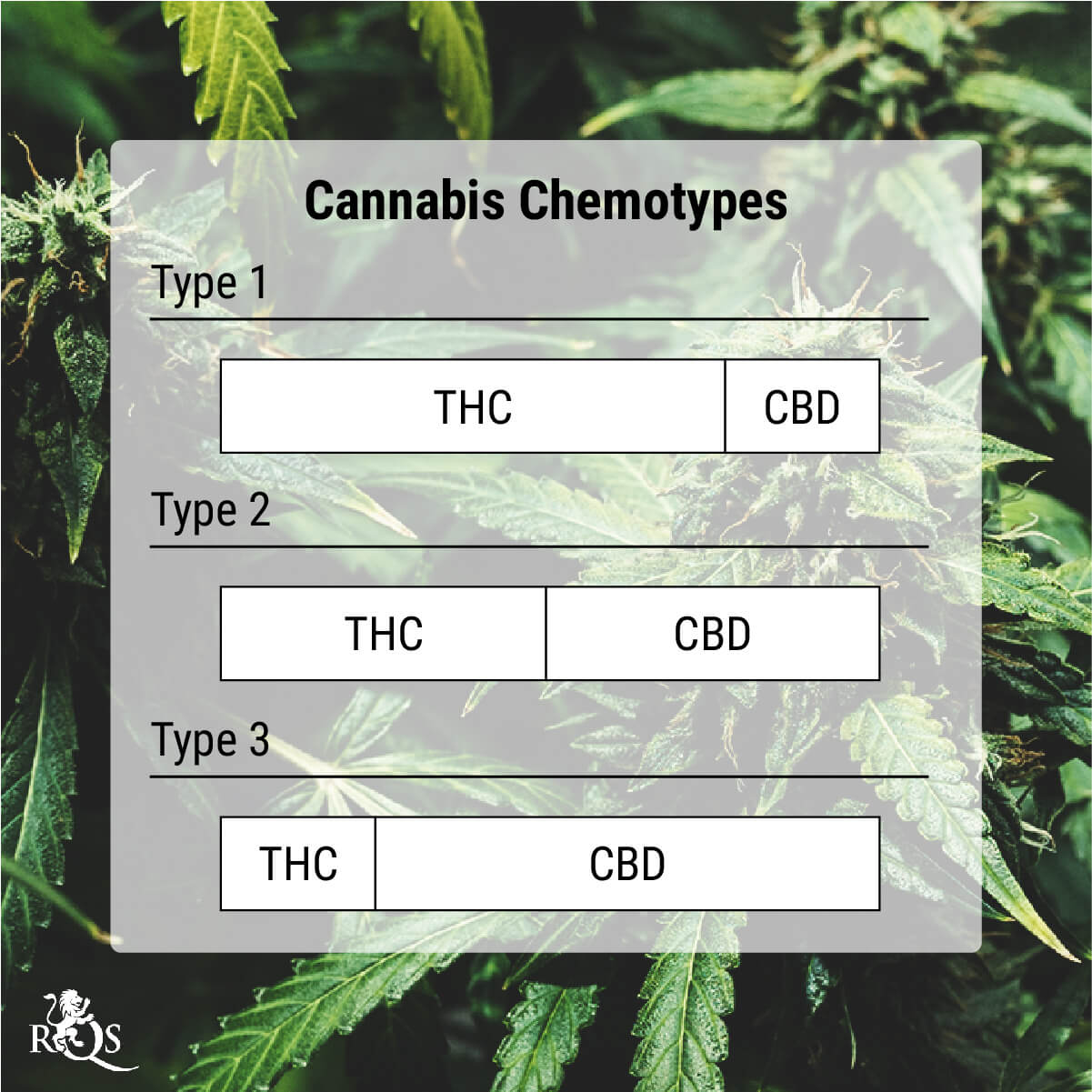 What Are Cannabis Chemotypes?