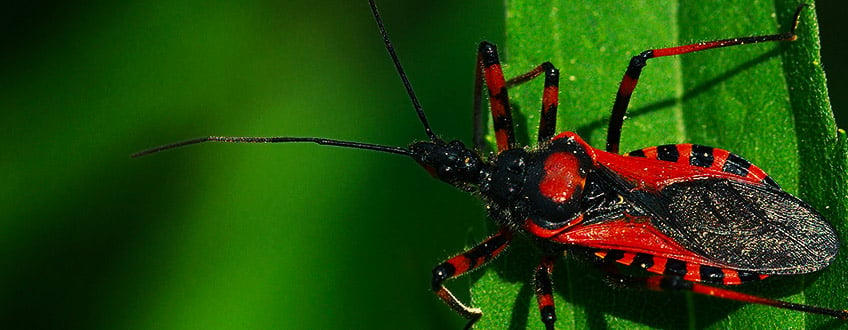 Assassin Bugs