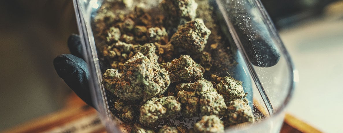 How to Become a Budtender How to Become a Budtender