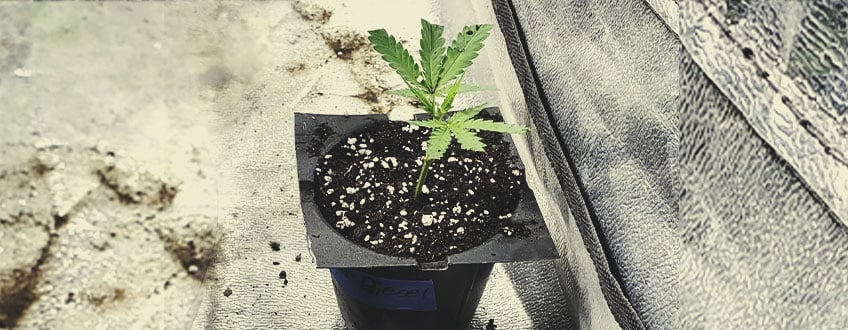 Comment Cloner Du Cannabis Dans De La Laine De Roche Comment Cloner Du Cannabis Dans De La Terre Préparez votre terre et vos pots. Nous vous recommandons d’utiliser un mélange léger avec de la perlite (au moins 25–50 % en volume) et des gobelets en plastique pour vos pots. N’utilisez pas de terre fertilisée, car elle brûlerait vos boutures. Trempez légèrement votre terre et laissez-la s’égoutter. Prenez vos boutures, plongez-les dans un gel de clonage et enfoncez-les directement dans la terre. Tapotez légèrement la terre autour de la tige de votre clone pour la maintenir en place. Placez votre bouture dans un propagateur ou un dôme et vaporizez-la avec de l’eau pour augmenter l’humidité. Note : lorsque vous clonez en terre, vous pouvez garder vos plants dans leurs pots jusqu’à ce qu’ils soient trop grands (cela peut mettre 3–4 semaines ou plus, selon la taille de vos pots de départ et le taux de croissance de votre bouture). Si vous utilisez des gobelets en plastique comme pots, transplantez vos clones dès que leurs racines commencent à atteindre les parois du gobelet.  Comment Cloner Du Cannabis Dans De L’Eau Si vous n’avez pas accès à de la terre ou à de la laine de roche, vous pouvez cloner le cannabis directement dans l’eau.  Remplissez un récipient (une grande bouteille étroite en verre ou en plastique fera l’affaire) d’eau non chlorée (avec un pH d’environ 5,8–6). Prenez votre bouture, trempez-la dans du gel d’enracinement et placez-la dans votre récipient d’eau. Changez l’eau tous les 2–3 jours pour éviter la formation de bactéries et d’algues autour de vos clones. Article Lié  Laine De Roche Pour La Culture Hydroponique Du Cannabis     Peut-On Cloner Le Cannabis Sans Gel D’Enracinement ?