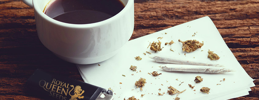 COFFE WEED CANNABIS ROYAL QUEEN SEEDS