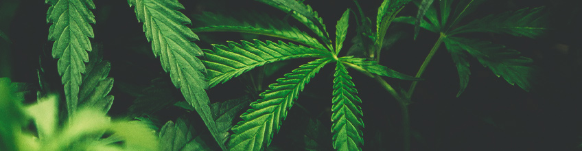 Fan leaves green weed leaf