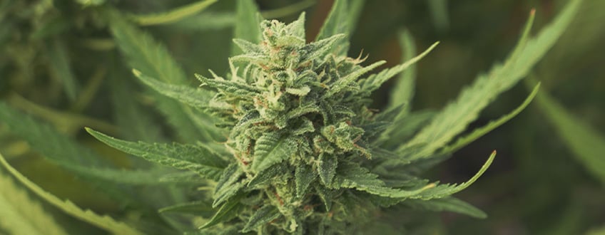 cannabis-flowers-bud.jpg