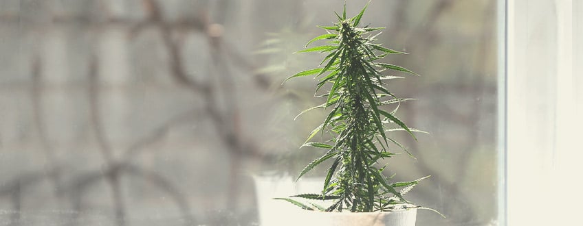 Choose the Best Spot for Your Cannabis Plants to Grow