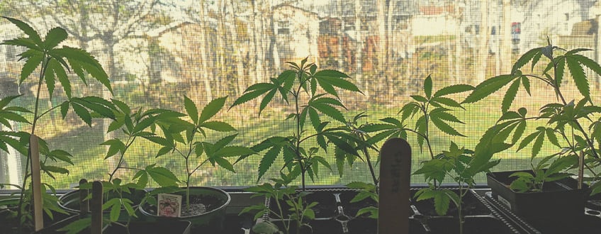 How to Grow Weed on a Windowsill: The Basics