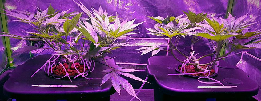 Hydroponic growing medium