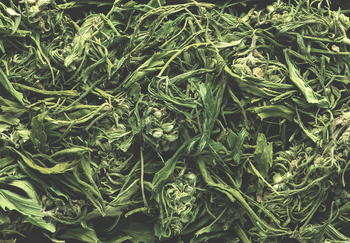 Leaves Leaves
