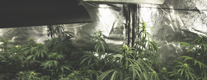 Why Is Light Important for Growing Cannabis?