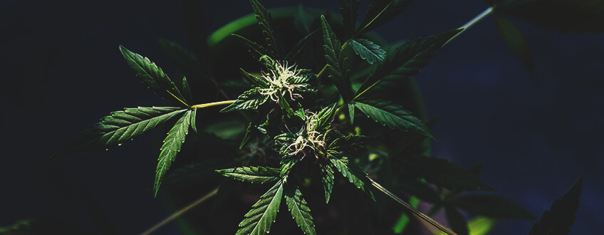 Constellation Also Plays a Role When Growing Weed by the Moon