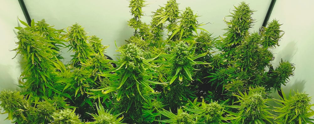 How To Avoid Small Auto Cannabis Plants