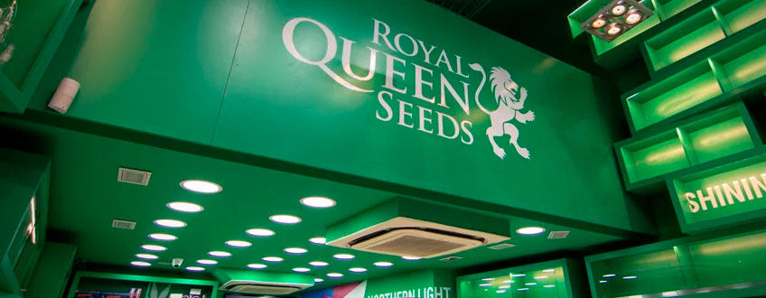 Royal Queen Seeds boutique Barcelona Pelai