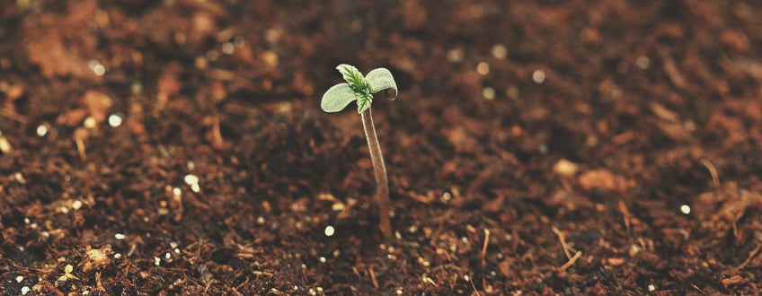 How to Keep Cannabis Seedlings From Stretching and Falling Over
