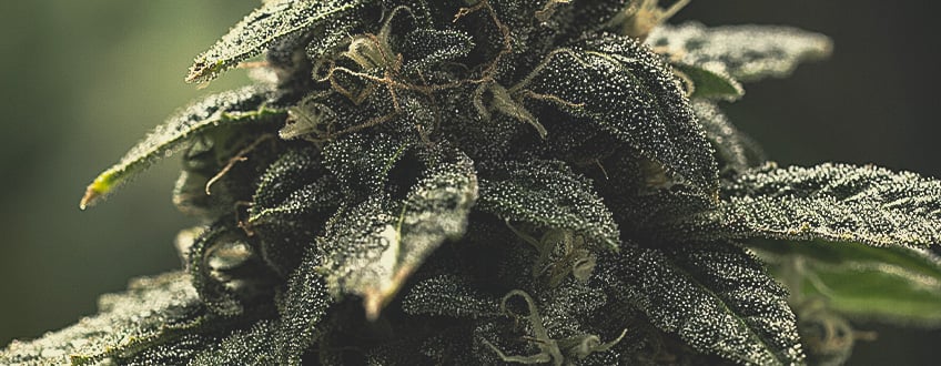 cannabis-sugar-leaves.jpg