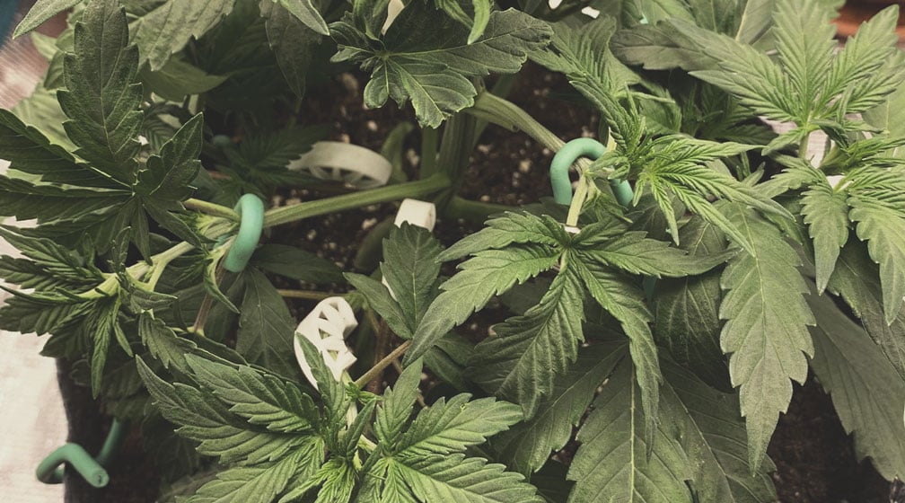 Supercropping During Flowering Supercropping During Flowering