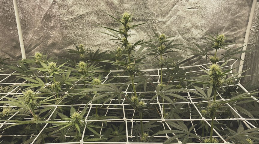 ScrOG ScrOG