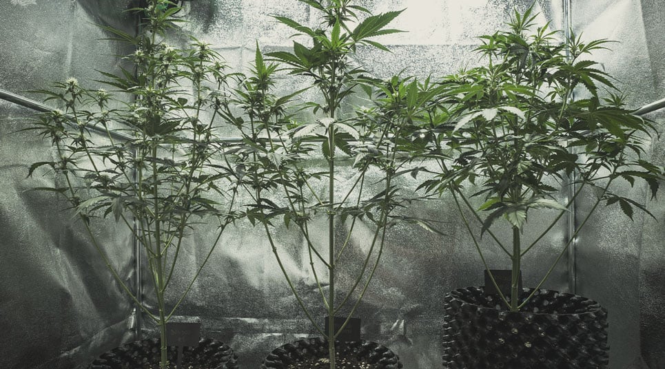 Why Is My Cannabis Plant Growing Tall and Skinny? Why Is My Cannabis Plant Growing Tall and Skinny?