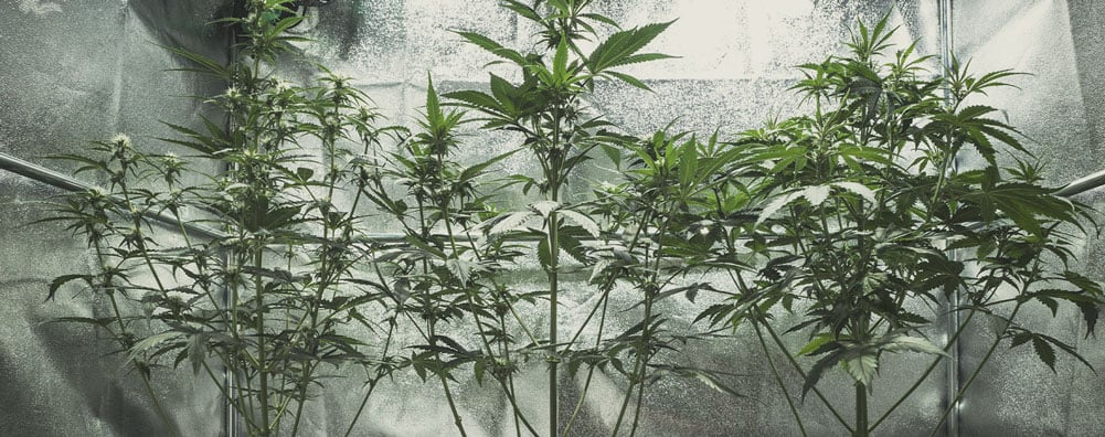 Why Is My Cannabis Plant Growing Tall and Skinny? Why Is My Cannabis Plant Growing Tall and Skinny?
