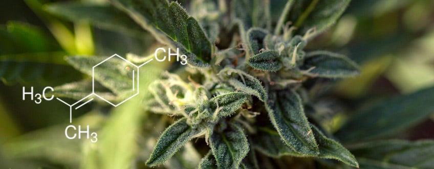 Terpinolene terpene cannabis 