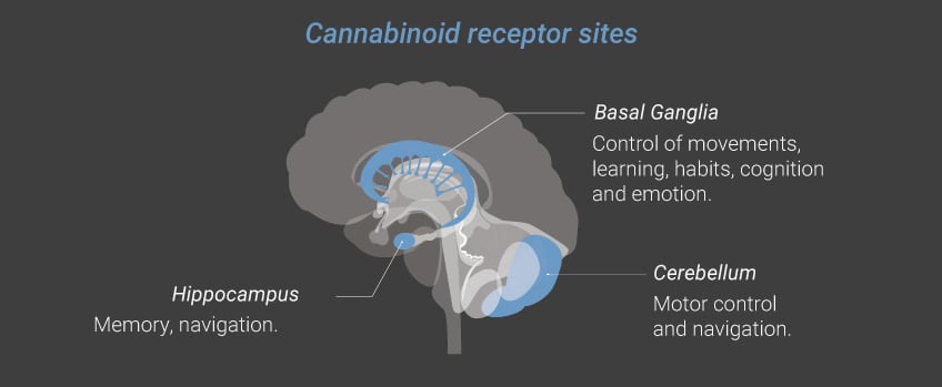 Cannabinoid Receptor Sites