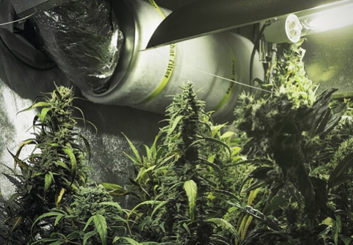 Complete Ventilation Guide for Your Cannabis Grow Room Complete Ventilation Guide for Your Cannabis Grow Room