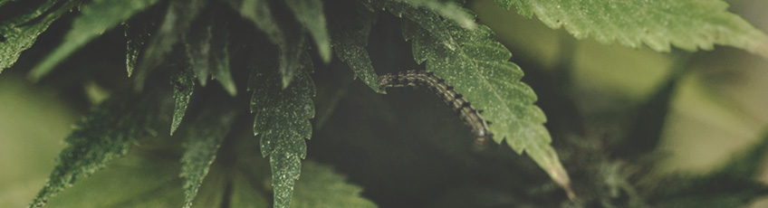 ENFERMEDADES DEL CANNABIS ENFERMEDADES DEL CANNABIS
