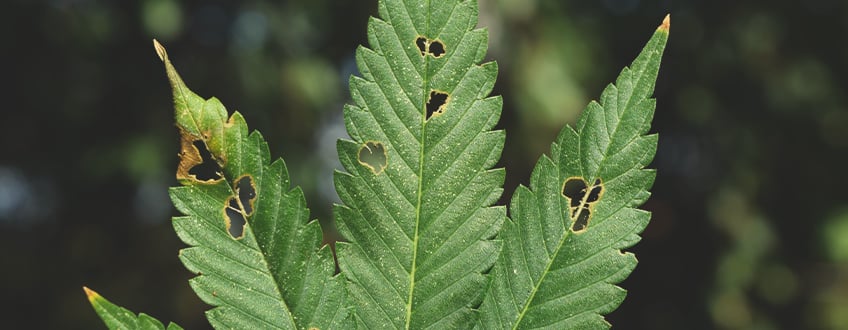 WILL CATERPILLARS KILL MY CANNABIS PLANTS?