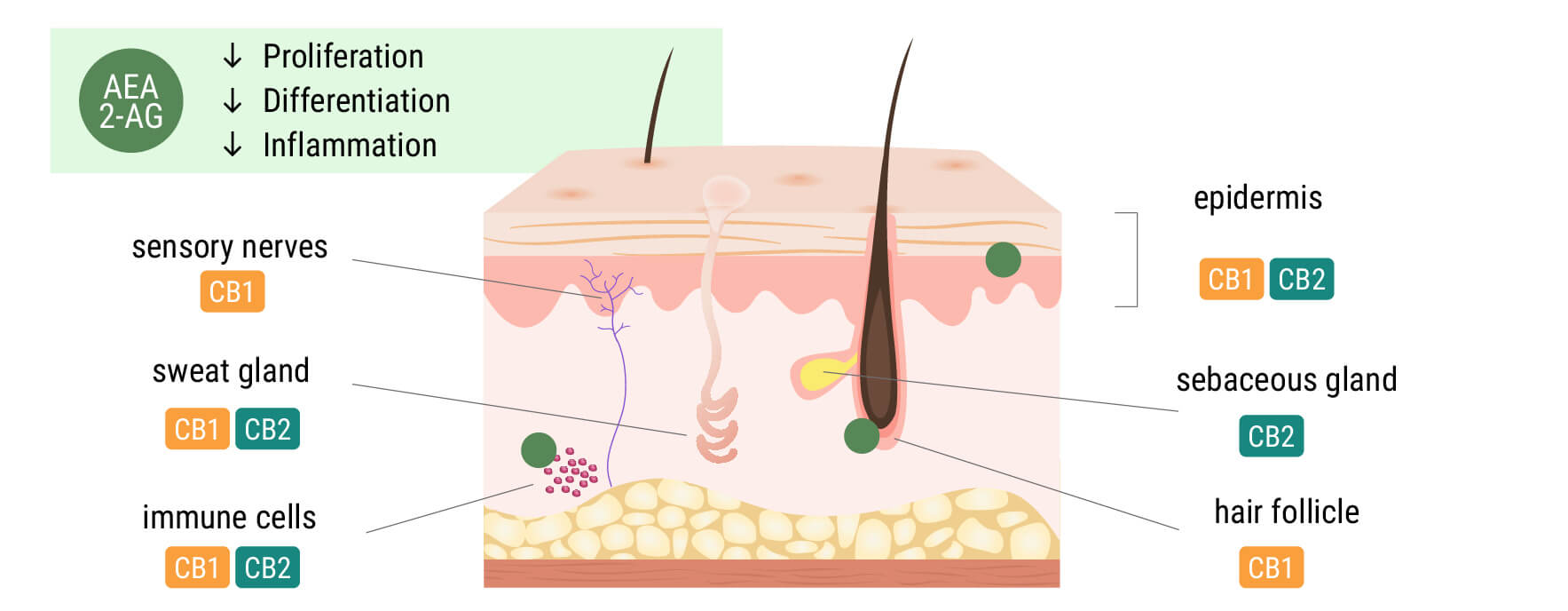 The Endocannabinoid System in the Skin