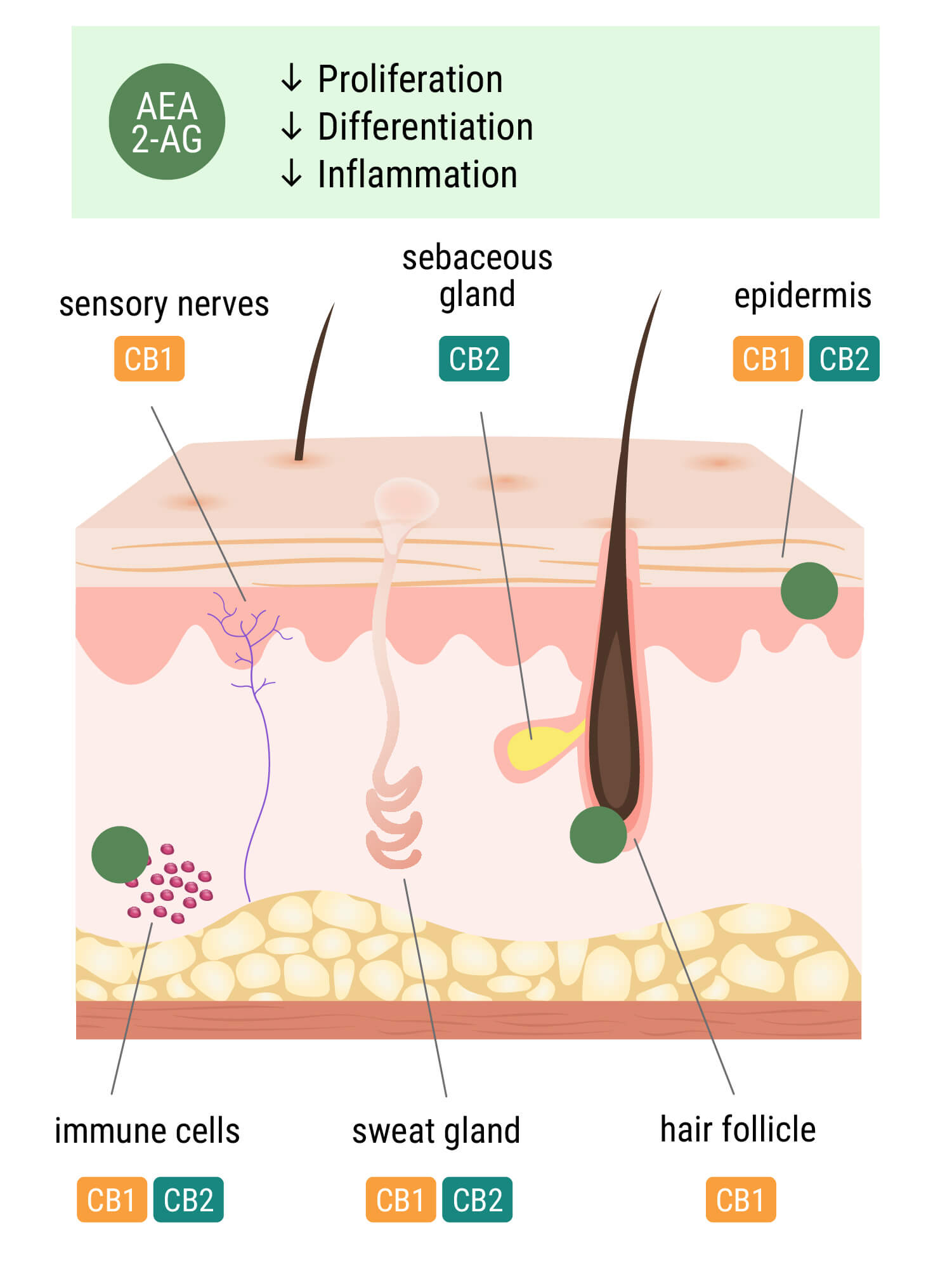 The Endocannabinoid System in the Skin