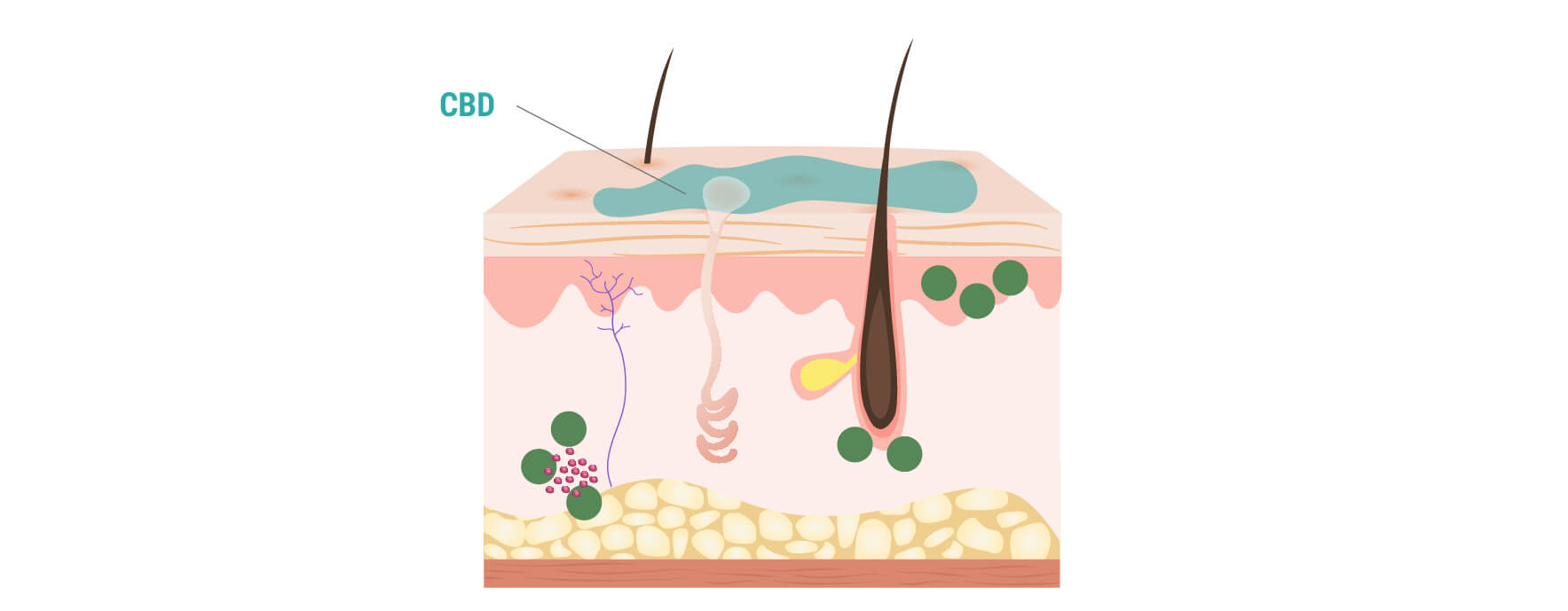 How CBD Interacts With the Skin