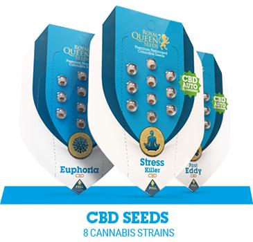 cbd-cannabis-seeds